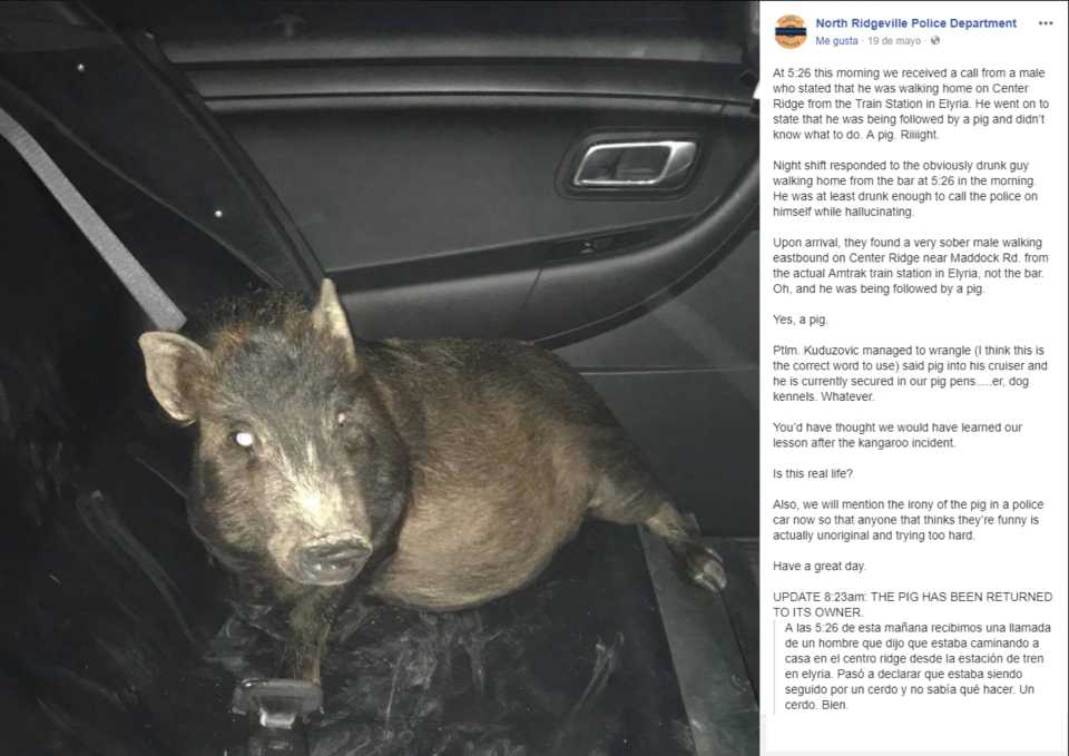 Hombre llamó a la Policía y denunció ser acosado por un cerdo