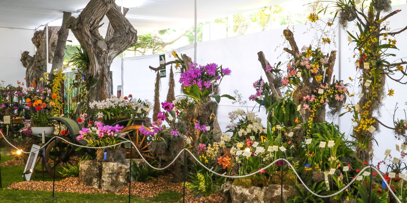 Exposición Internacional de Orquídeas
