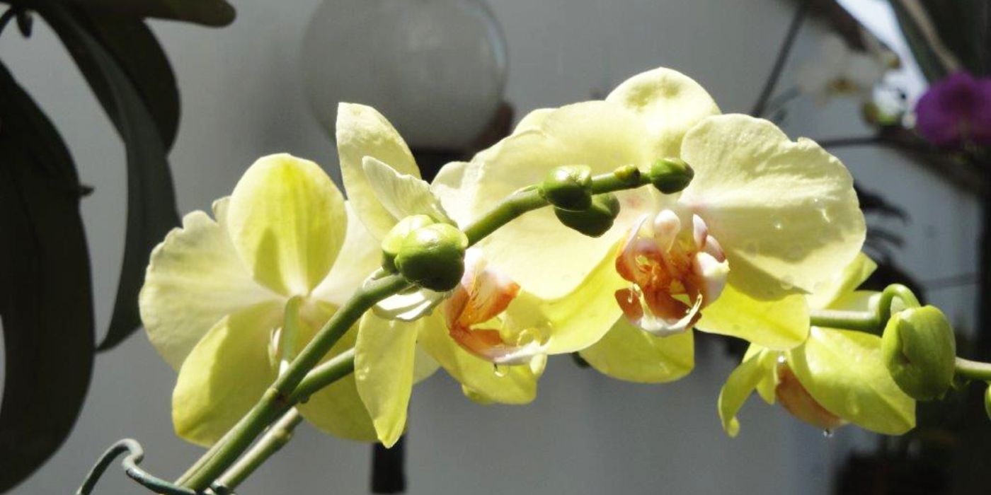 Cuidados básicos de la Orquídea Phalaenopsis