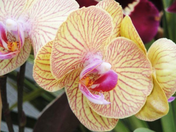 Cuidados básicos de la Orquídea Phalaenopsis | La planta más vendida