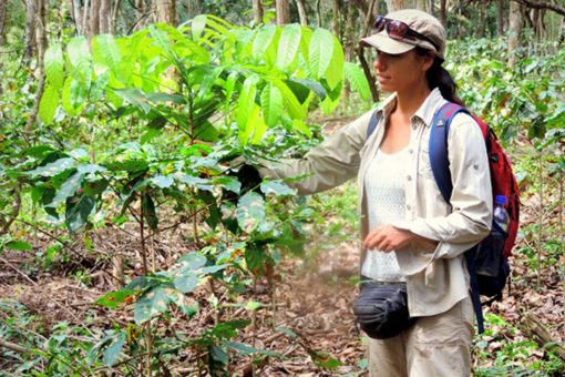 árbol milenario de la amazonía