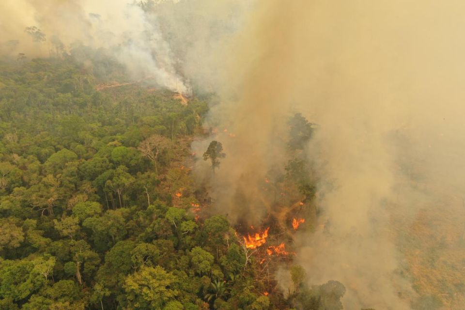 wwf alerta que los incendios forestales