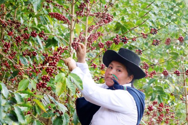 el mejor café del perú es de cusco