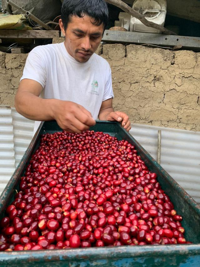 lograr cafés de alta calidad