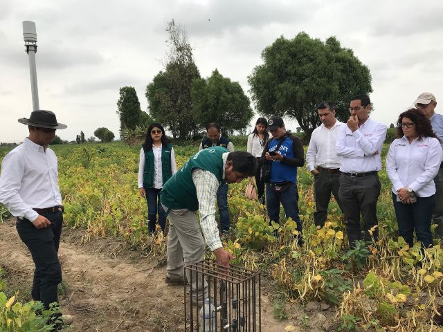 Productividad de algodoneros de Pisco 