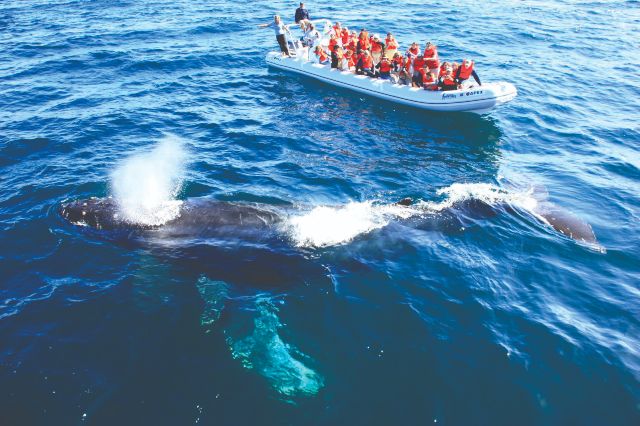 Avistamiento de Ballenas en Riviera Nayarit