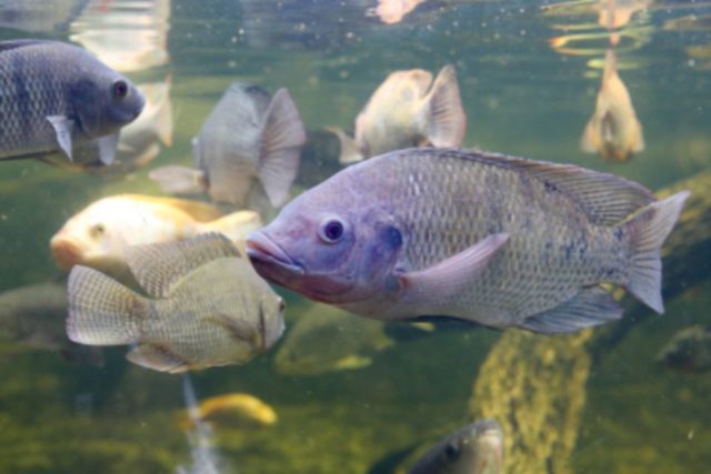 Las nuevas luminarias para peces de Signify