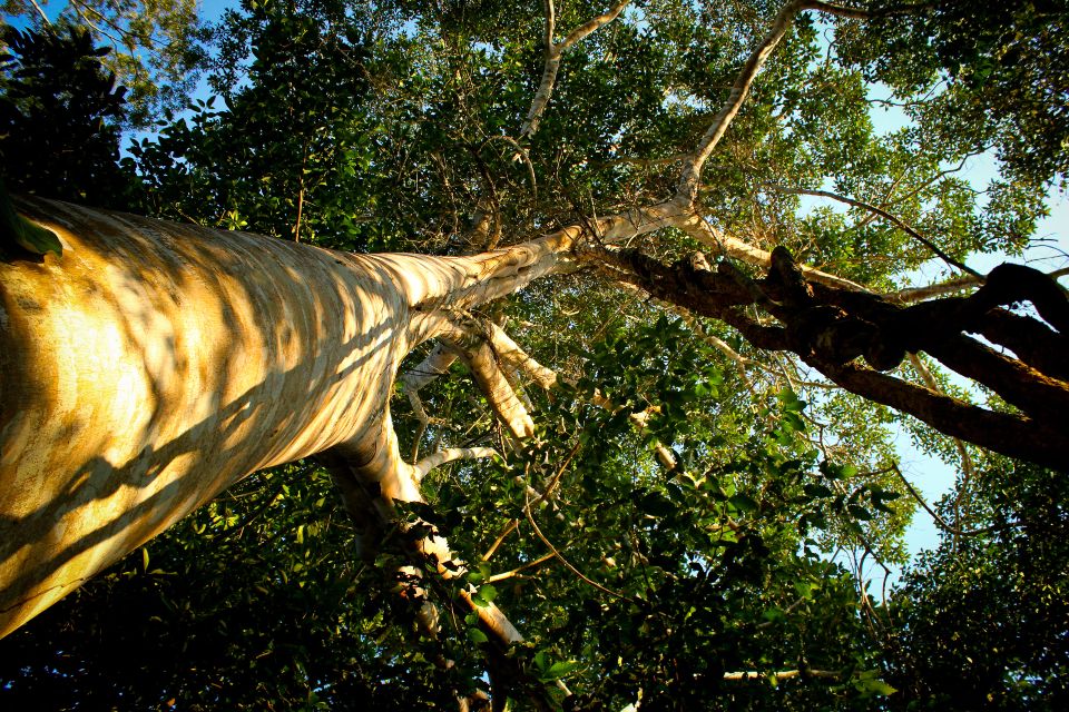 conservación del bosque amazónico