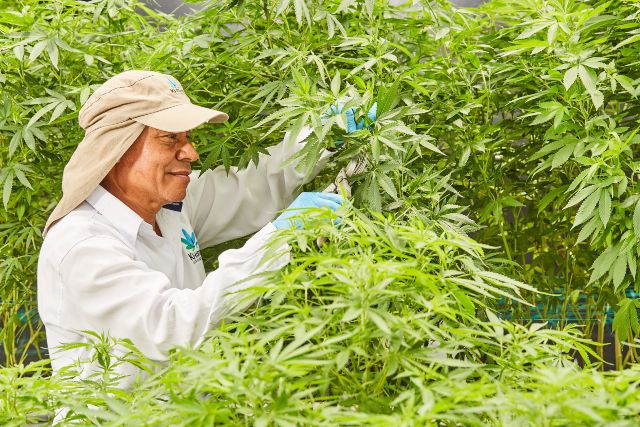 El cannabis medicinal actúa como complemento 