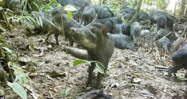 Día Internacional de la Vida Silvestre