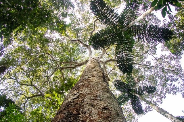 conservación de la selva amazónica con ARBIO Perú