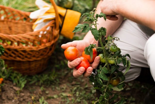 beneficios de los biofertilizantes en la agricultura