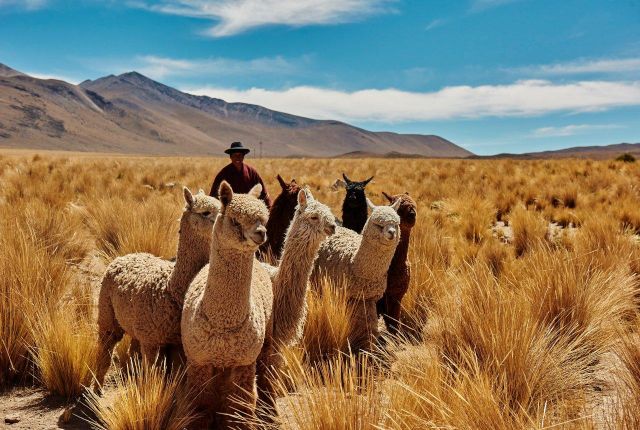 Primera fábrica de prendas de alpaca 