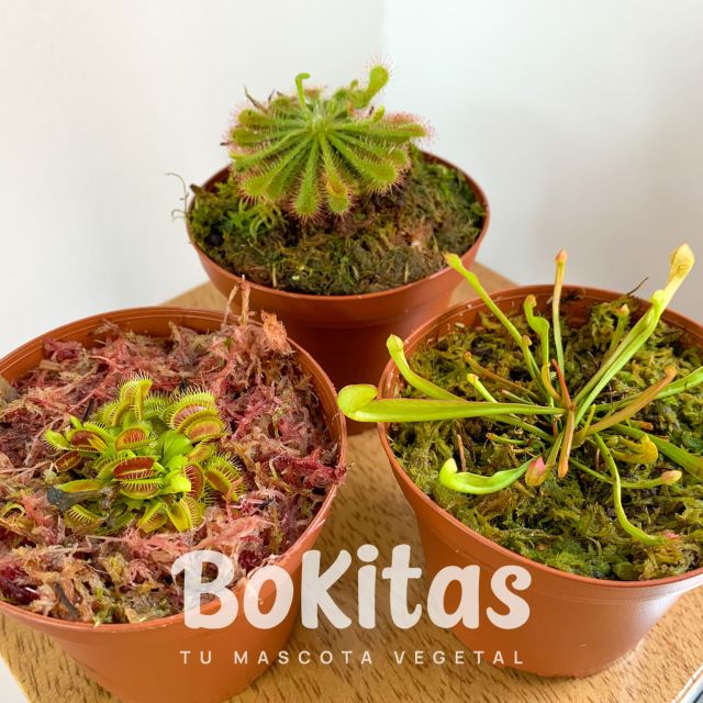 BOKITAS PERÚ