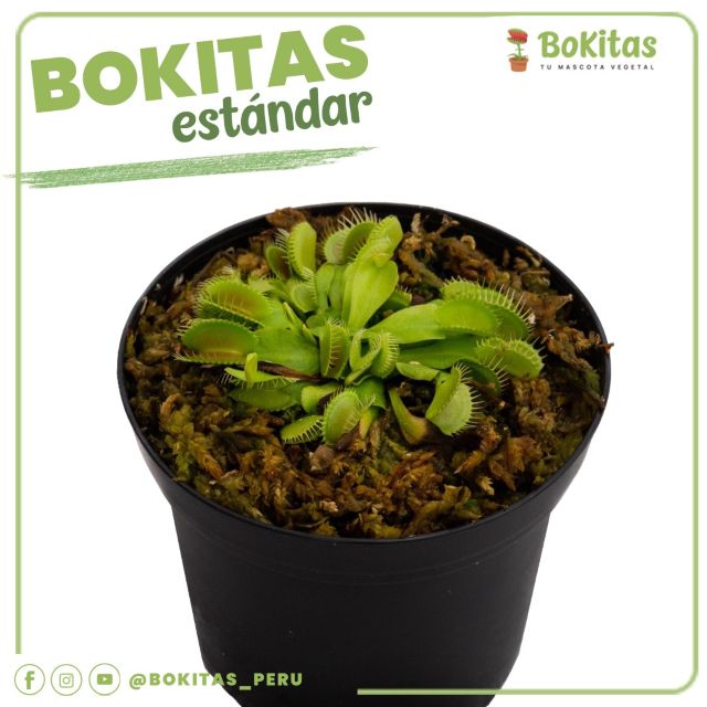 BOKITAS PERÚ