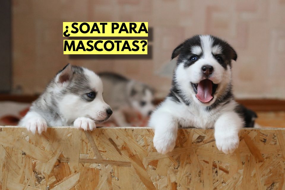 SOAT para mascotas