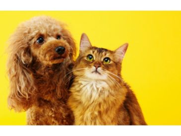 IGLU lanza el primer seguro para mascotas