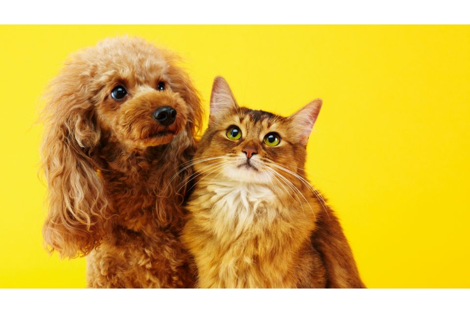 IGLU lanza el primer seguro para mascotas