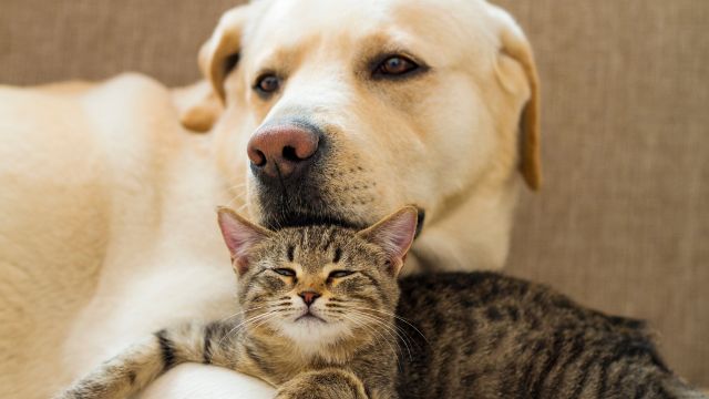 IGLU lanza el primer seguro para mascotas