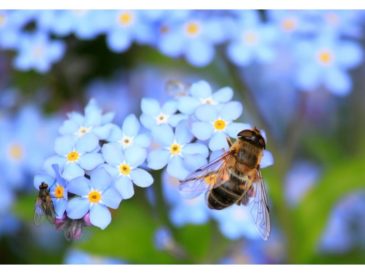 Uso sonoro del aleteo de las abejas para estimular las flores