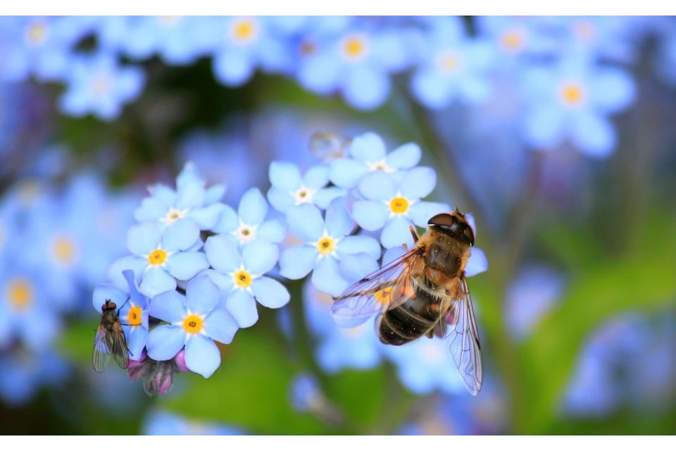 Uso sonoro del aleteo de las abejas para estimular las flores