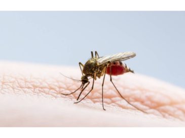 ¿Cómo prevenir la propagación y contagio del dengue?