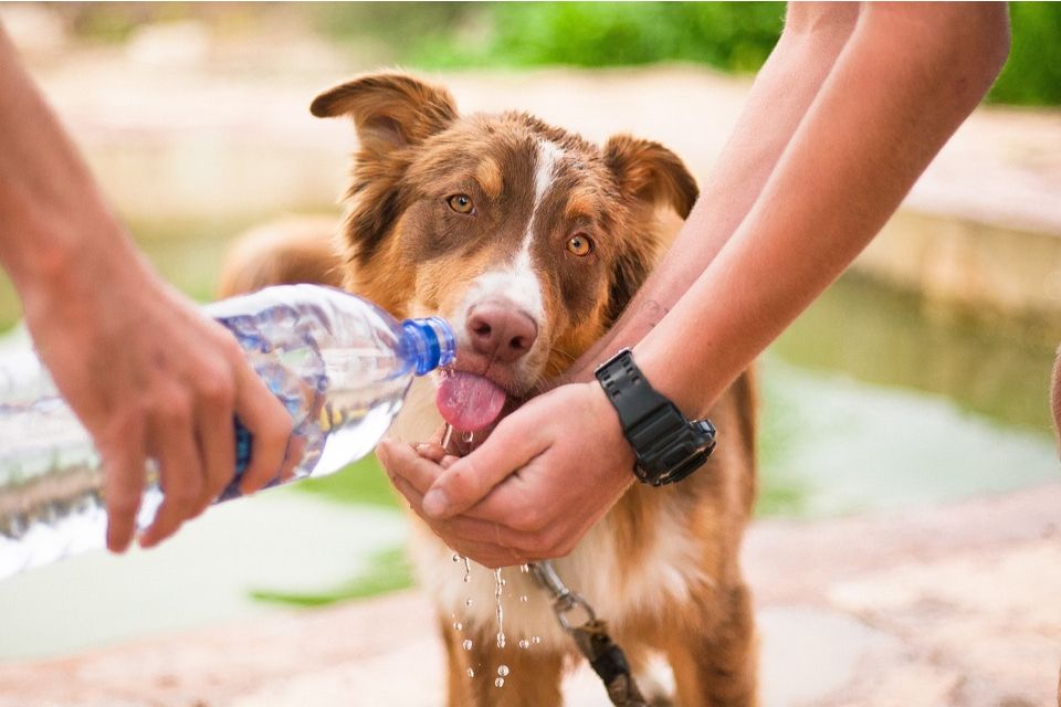 proteger a tu mascota de las altas temperaturas