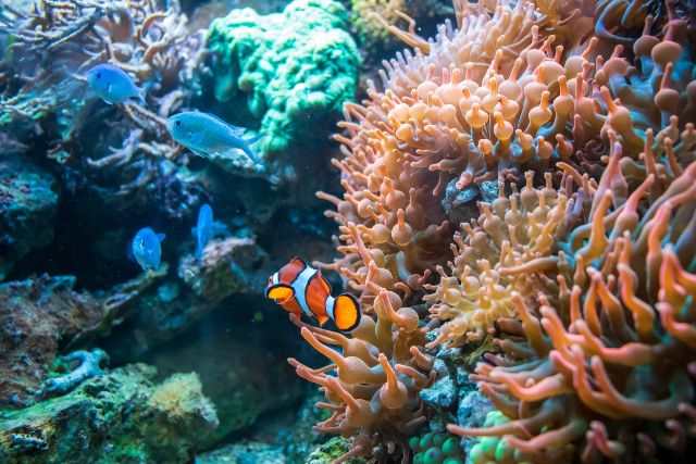 devolverle la vida a los arrecifes de coral