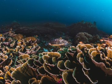 devolverle la vida a los arrecifes de coral