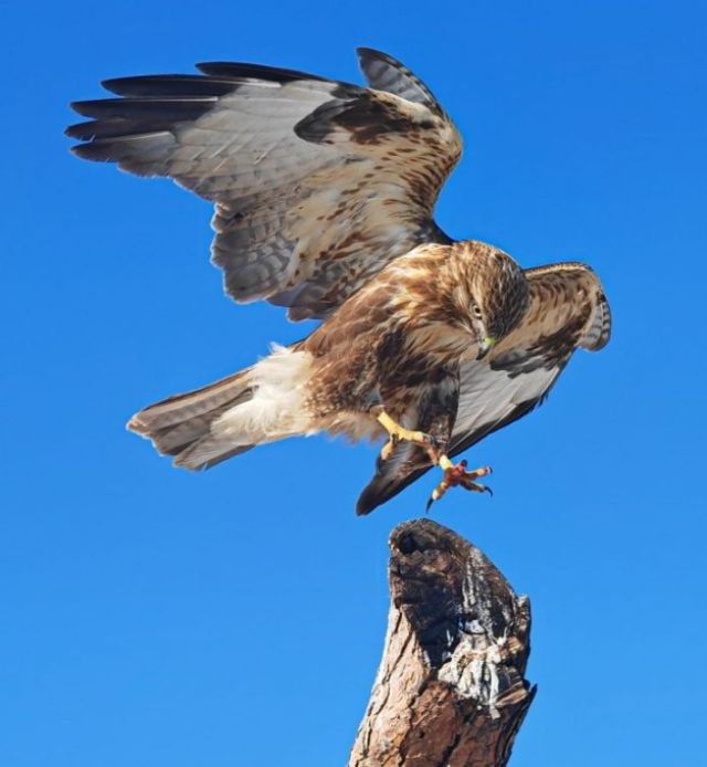 Millisecond Falcon Capture