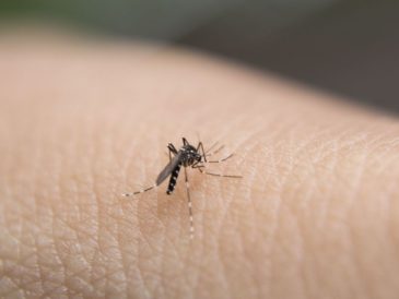 cómo evitar contraer el dengue