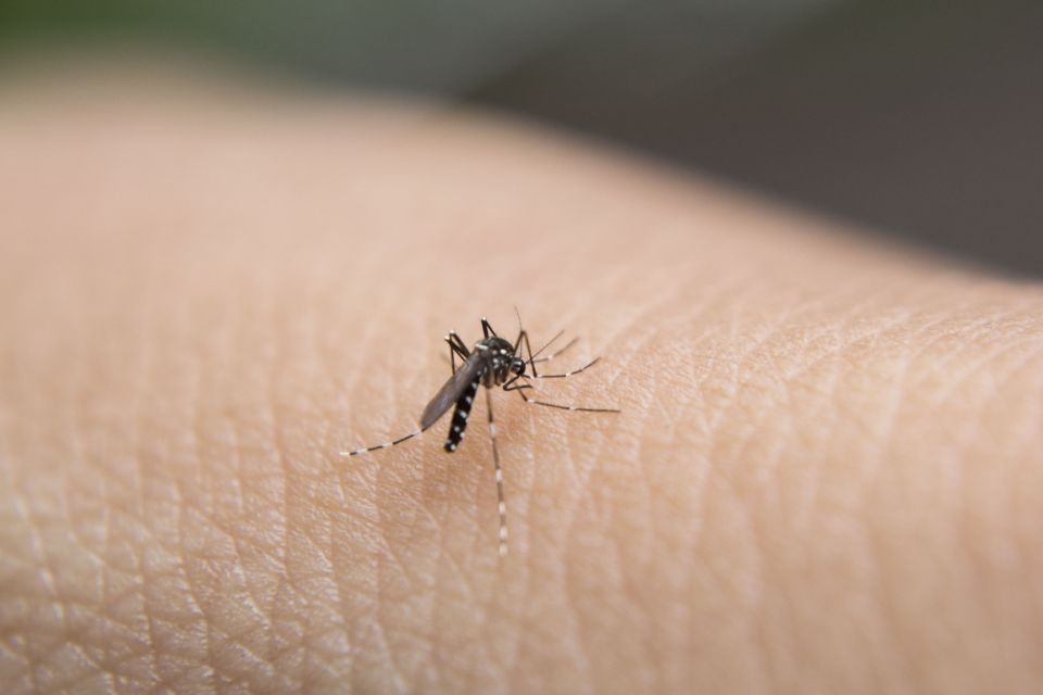 cómo evitar contraer el dengue