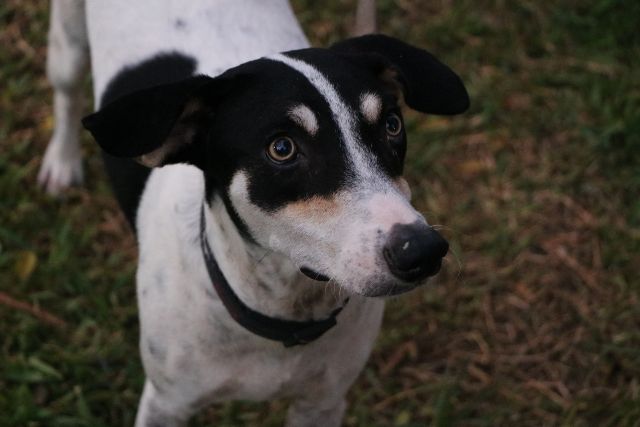 FERIA DE ADOPCIÓN de PERROS y GATOS