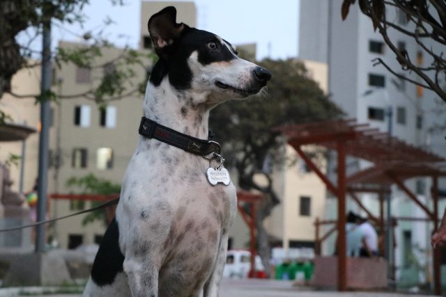 FERIA DE ADOPCIÓN de PERROS y GATOS