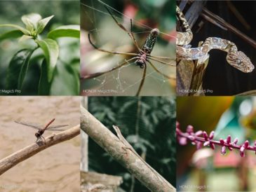 captura la belleza de la selva peruana