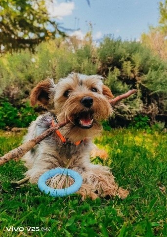 ¿Cómo tomarle las mejores fotografías a tu mascota? 