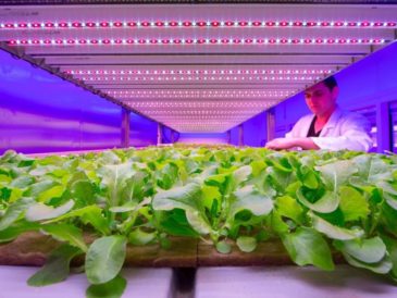 iluminación para la producción de hortalizas