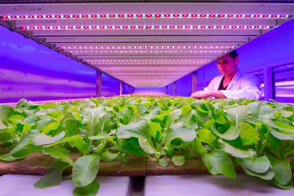 iluminación para la producción de hortalizas