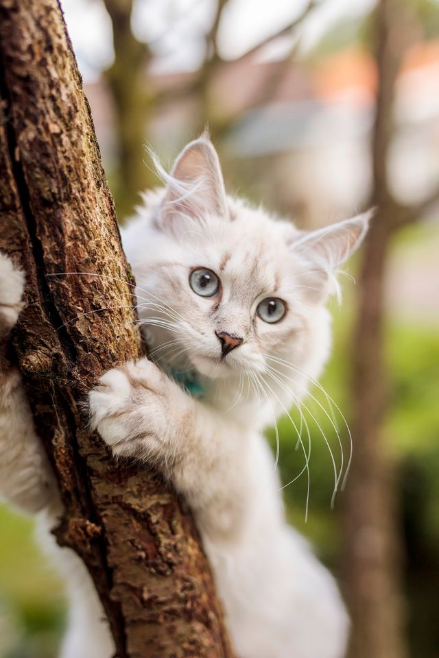 Día Internacional del Gato