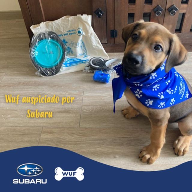 SUBARU pone a disposición punto de acopio