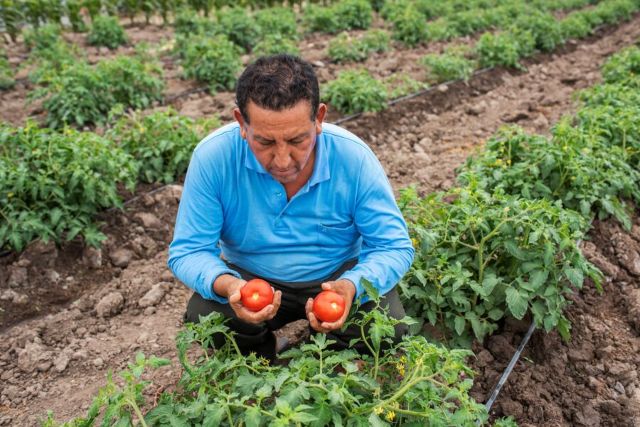 Plaga amenaza con devastar cultivos