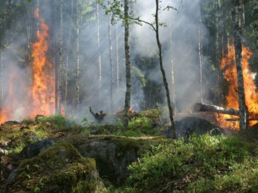Incendios forestales podrán aumentar