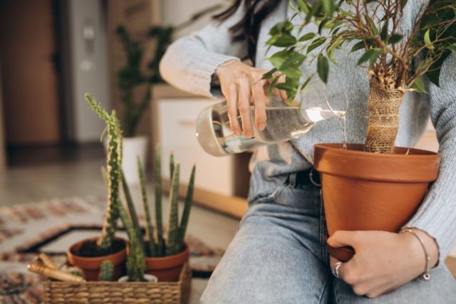 conoce los beneficios de tener plantas en casa