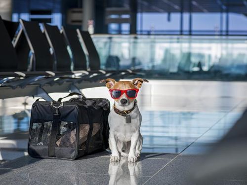 ¿PRIMER VIAJE CON TU MASCOTA?