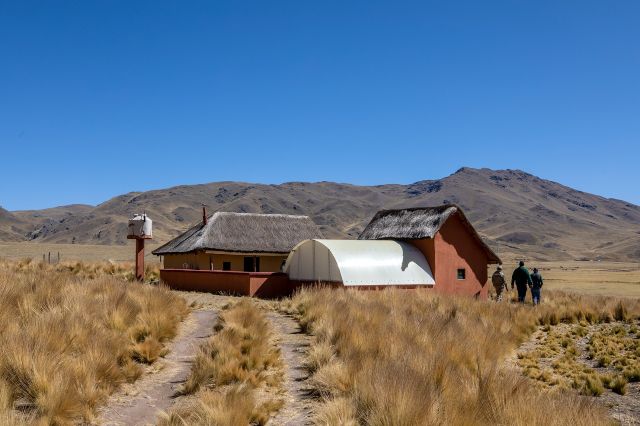 Se presenta libro histórico sobre la genética de las alpacas