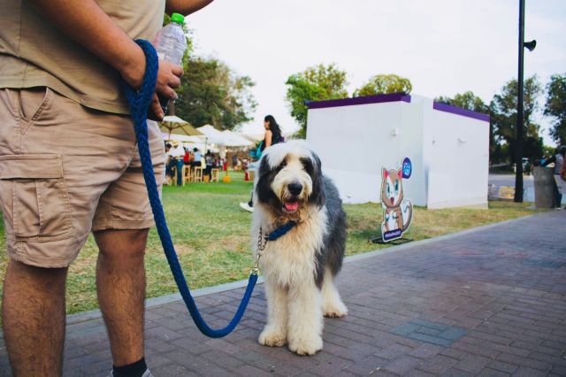 Cinco cosas que hacer en el Pet Fest 
