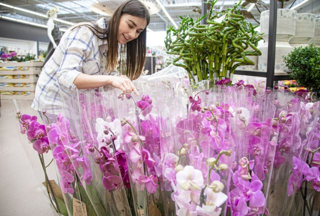 Exposición Internacional de Orquídeas 2023