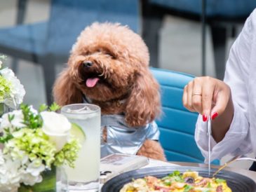 Miraflores estrena su nueva terraza Pet Friendly