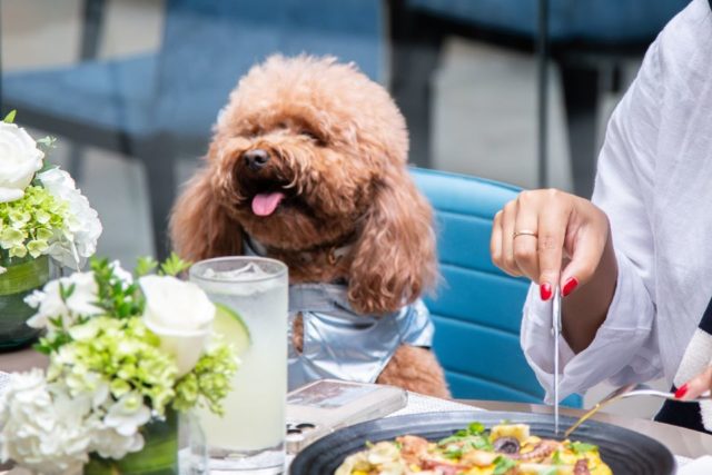 Miraflores estrena su nueva terraza Pet Friendly