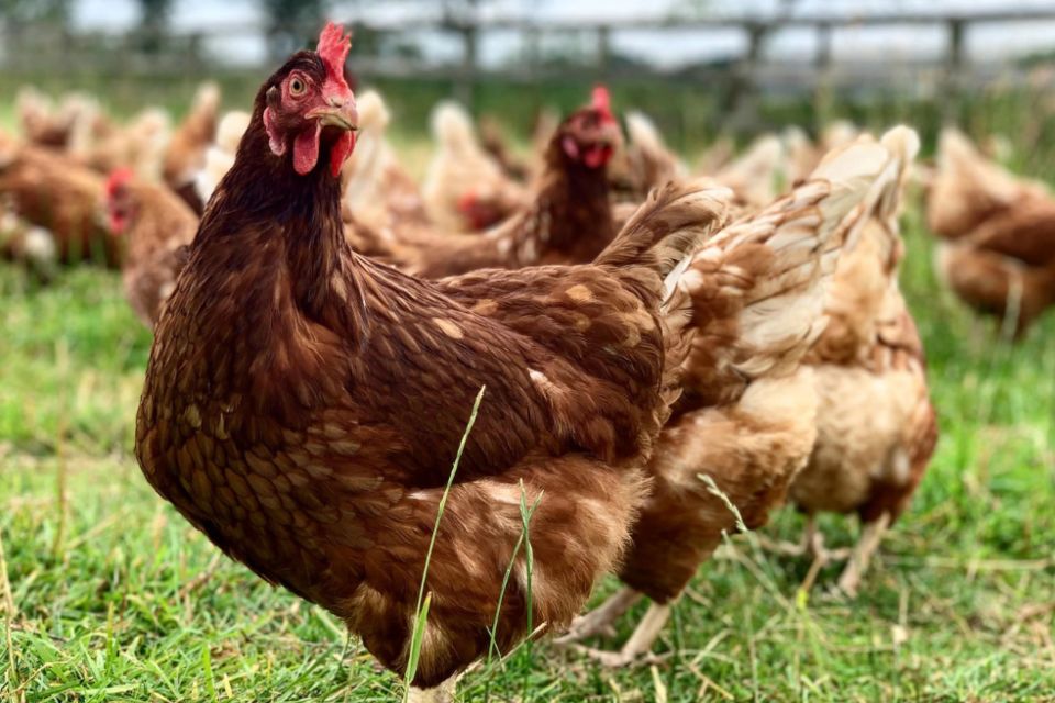ley que proteja a las gallinas ponedoras